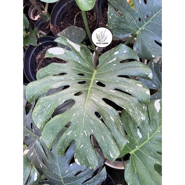 Monstera Thai Constellation