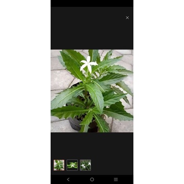 

Bunga kitolod Tanaman herbal obat sakit mata
