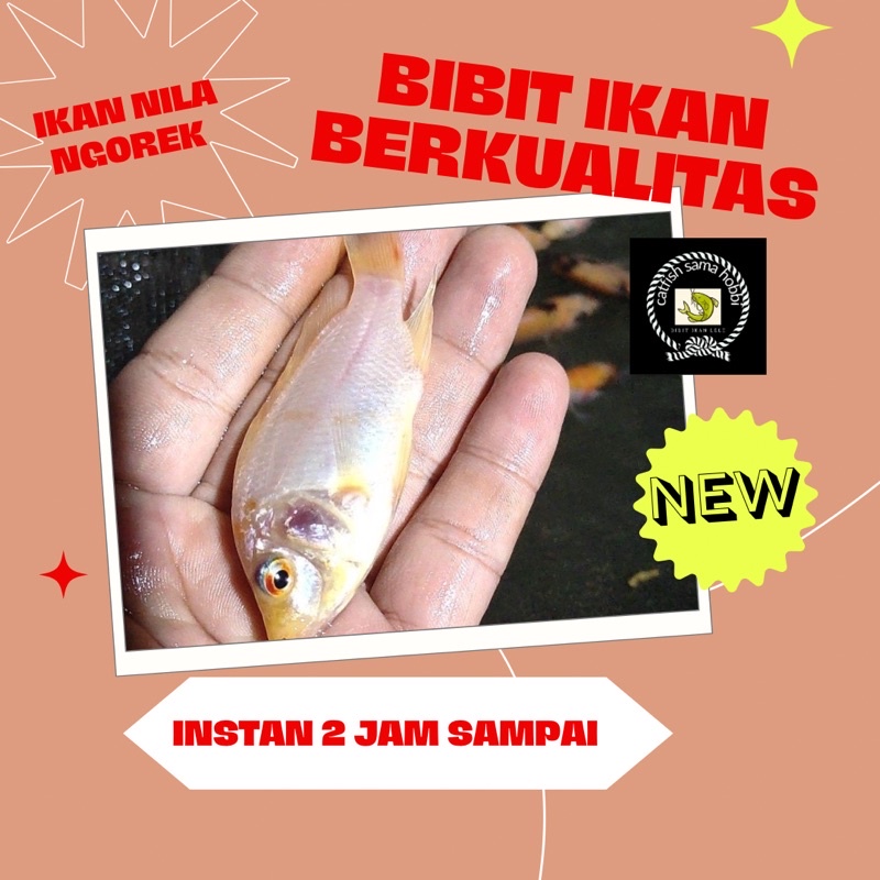 bibit ikan nila bangkok ngorek