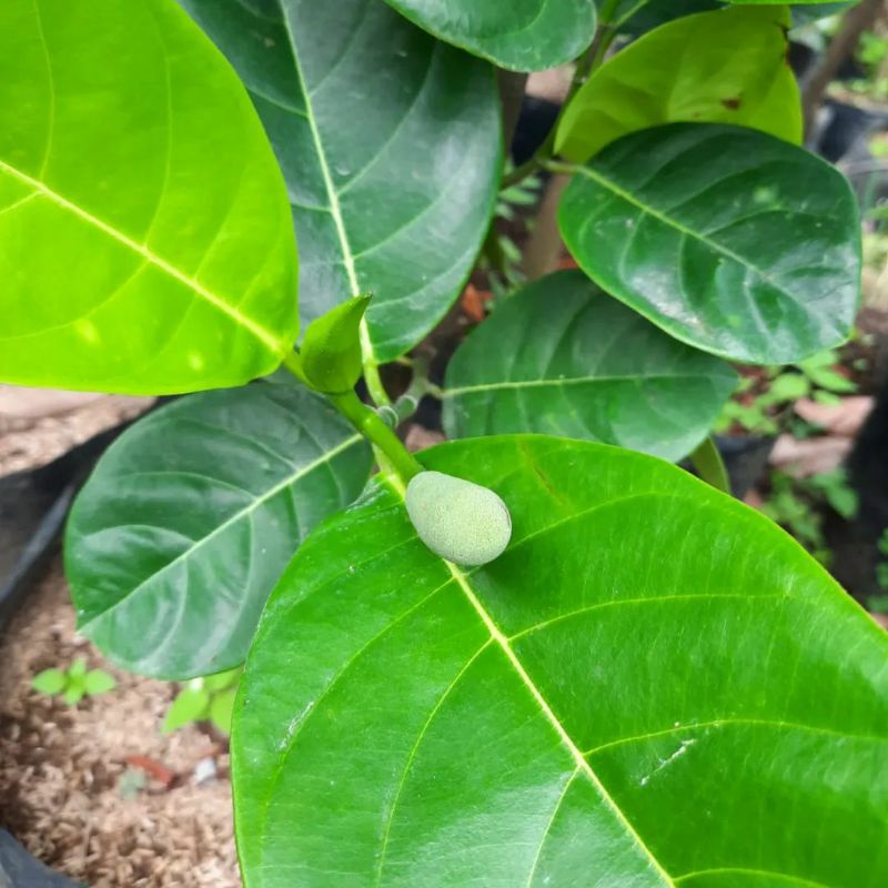 Bibit nangka merah ukuran 1 meter batang besar siap berbuah