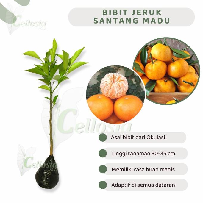 Bibit Tanaman Buah Jeruk Santang Madu Super Okulasi AAAA