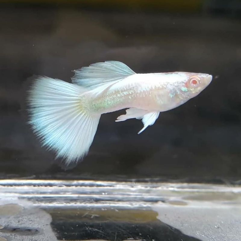 

Albino Full Platinum AFP
