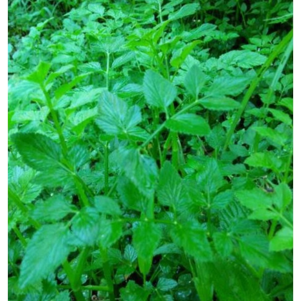 bibit tespong lalapan