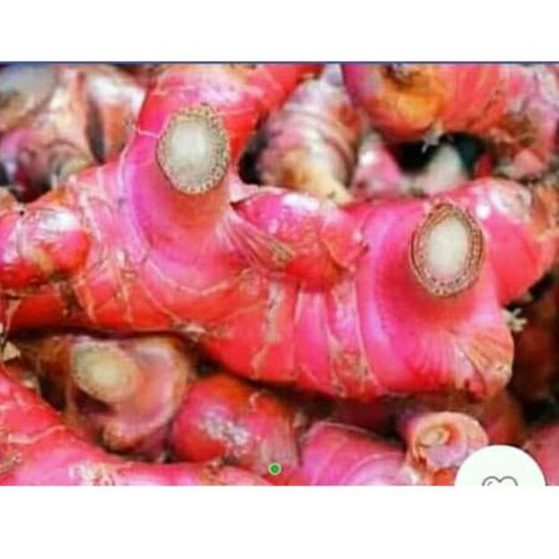 

SUPER LARIS Lengkuas / Laos Merah 1 kg ༄ 893