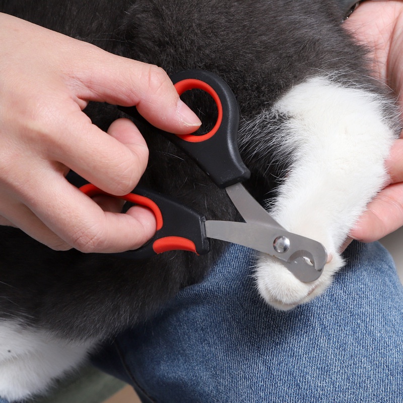 Guting Kuku Kucing Atau Anjing Kecil Aksesoris Kecantikan Hewan Peliharaan Berbahan Stainless Steel  Alat Perawatan Kuku Gunting Kuku Hewan Peliharaan