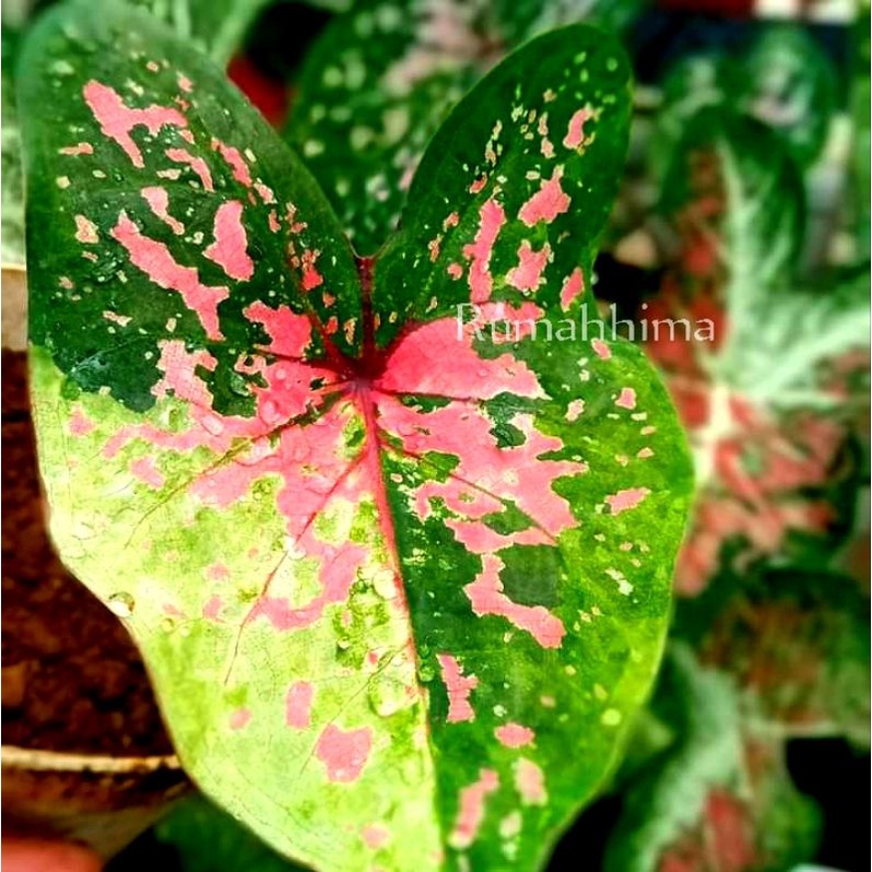 keladi uncle Marley, keladi Kimora, Keladi H37, angkel marli, ungcle marley, marly, angcel,bunga kel