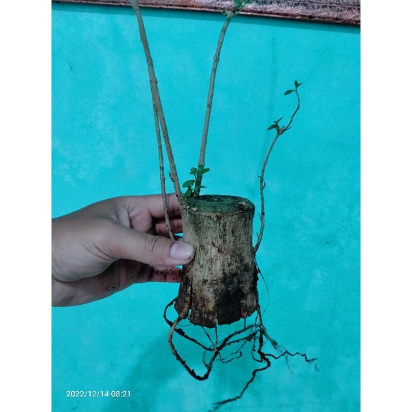 bahan bonsai sancangpecah batang. bahan mame. bogel. small