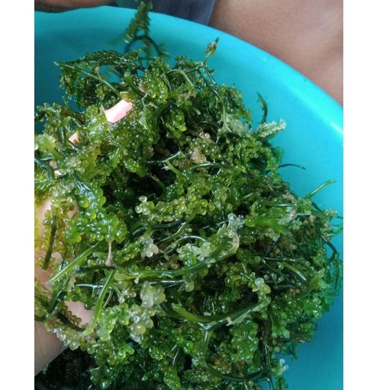 

Seri(S83F)♫♪ Anggur Laut / Latoh / Lawi Lawi /Sea Grapes / Green Cavier 1 kg (baca deskripsi dahulu) terviral