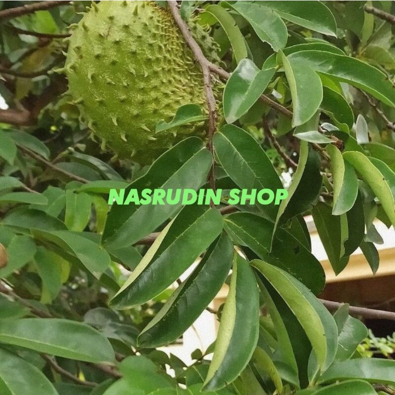 

[Fresh] DAUN SIRSAK SEGAR LANGSUNG PETIK 1 KG DAUN ALAMI TANPA BAHAN KIMIA