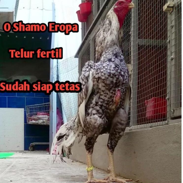 

Penjualan Terbanyak telur ayam bangkok o shamo RWW