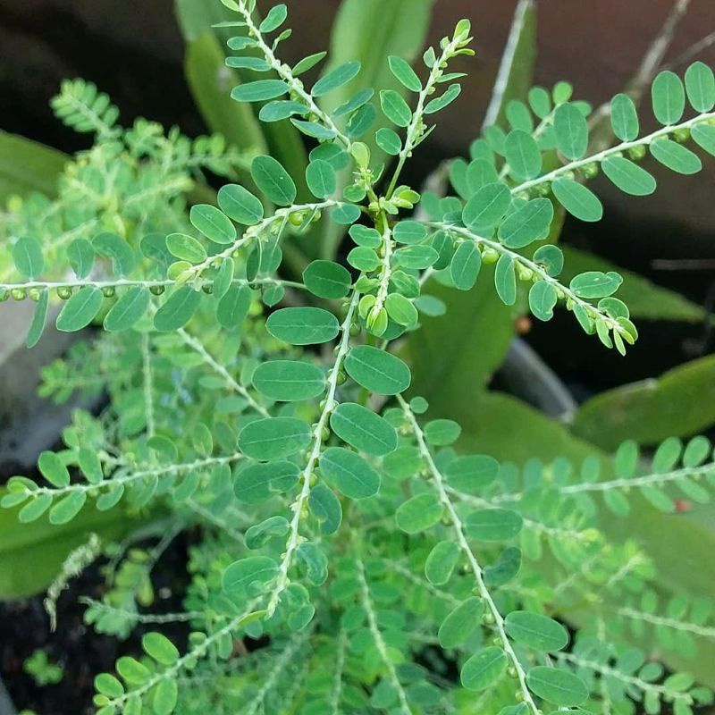 

DAUN MENIRAN SEGAR 50gr