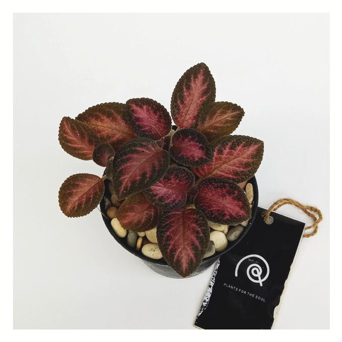 Episcia cupreata 'Strawberry Patch' - Tanaman hias bunga / houseplant AAAA