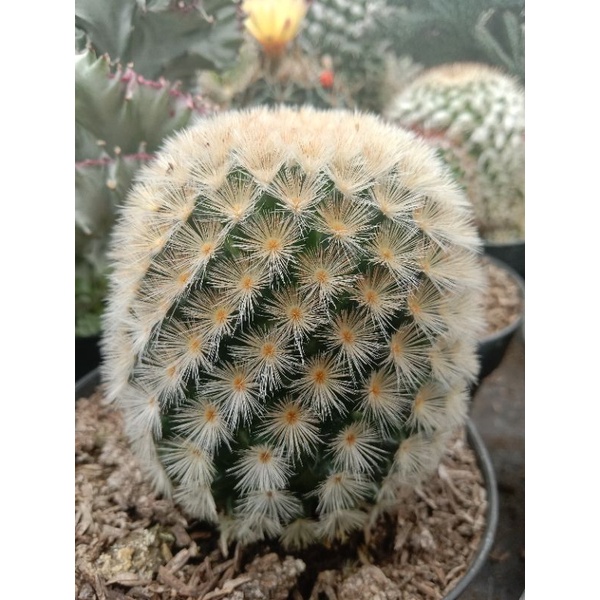 mammilaria carmenae/kaktus murah/kaktus ownroot/kaktus pasaman