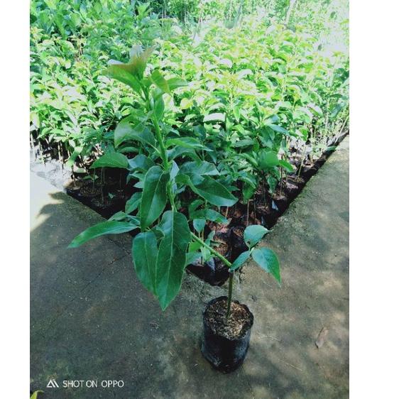 

PALING BAGUS bibit apukat aligator jumbo hasil sambung pucuk cocok ditanam di pot ♗ 855