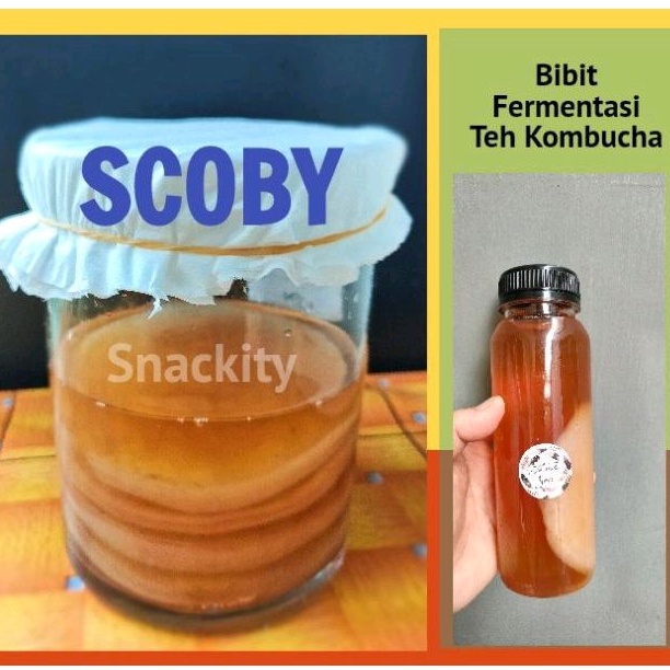

Scoby Kombucha, Diameter 8 cm, tebal, premium