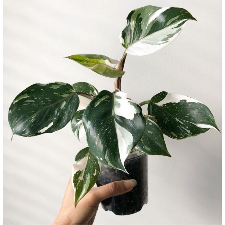 Philodendron White Knight / Philo wait knit / pilo whit knigt / philodendron varigata variegata / ph