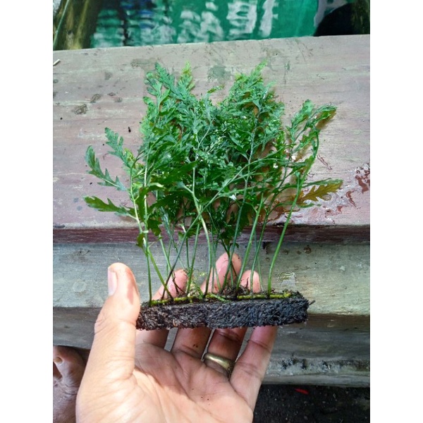 tanaman aquascape bolbitis media pakis lempeng