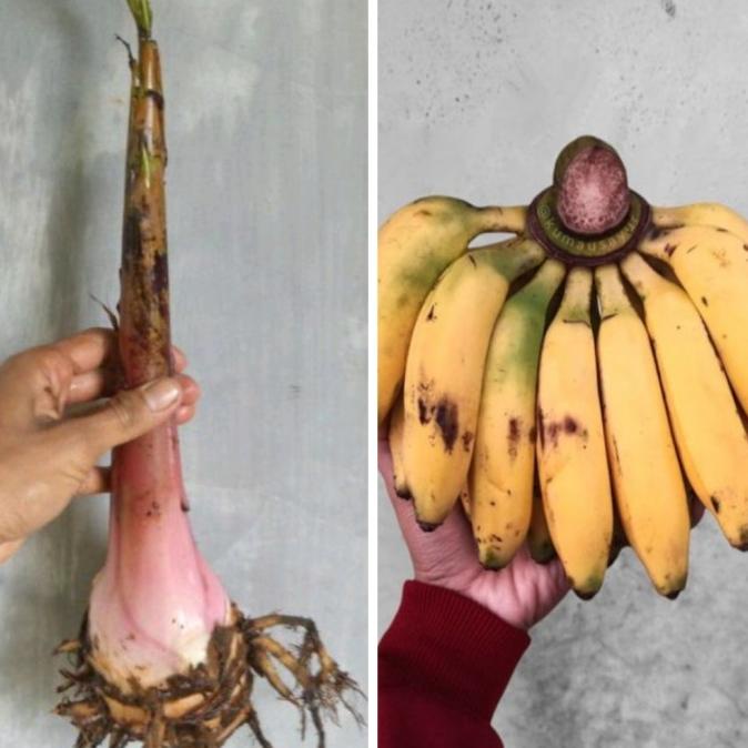 bibit pohon pisang uli/bonggol pisang uli/anakan pohon pisang uli BB66