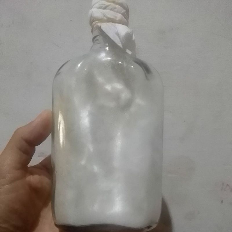 Bibit Jamur F0 Subkultur Biakan Murni Jamur Tiram Putih Strain Florida Bibit Unggul Sayuran Jamur Ti