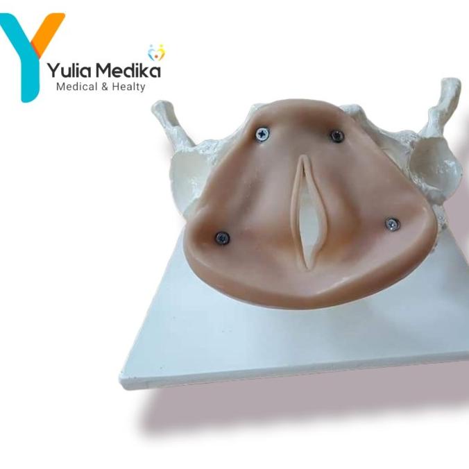 Phantom Manikin /Manekin Kerangka Panggul Kelamin Wanita