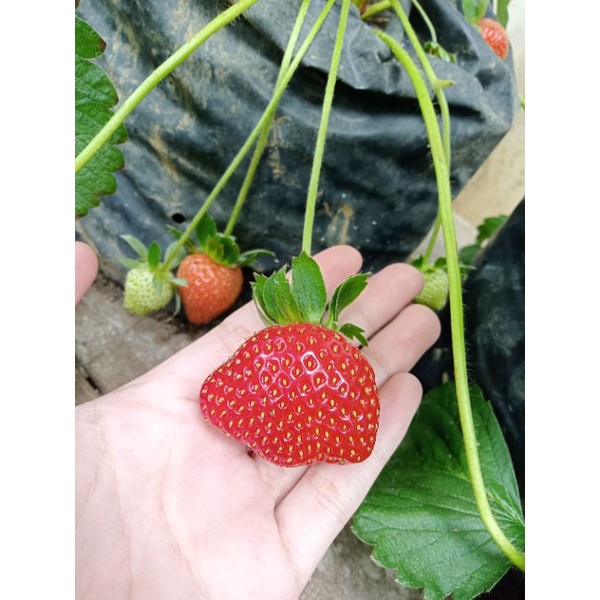 Strawberry Bibit Jumbo Manis