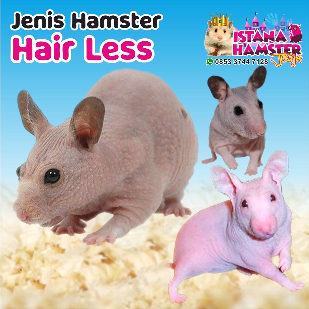 Hamster Hairless Tanpa Bulu PraRemaja Koleksi Dari Istana Hamster Jogja