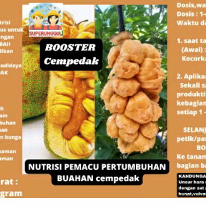 Pupuk Organik Pelebat Buah Dan Booster cempedak Cepat Berbuah Lebat