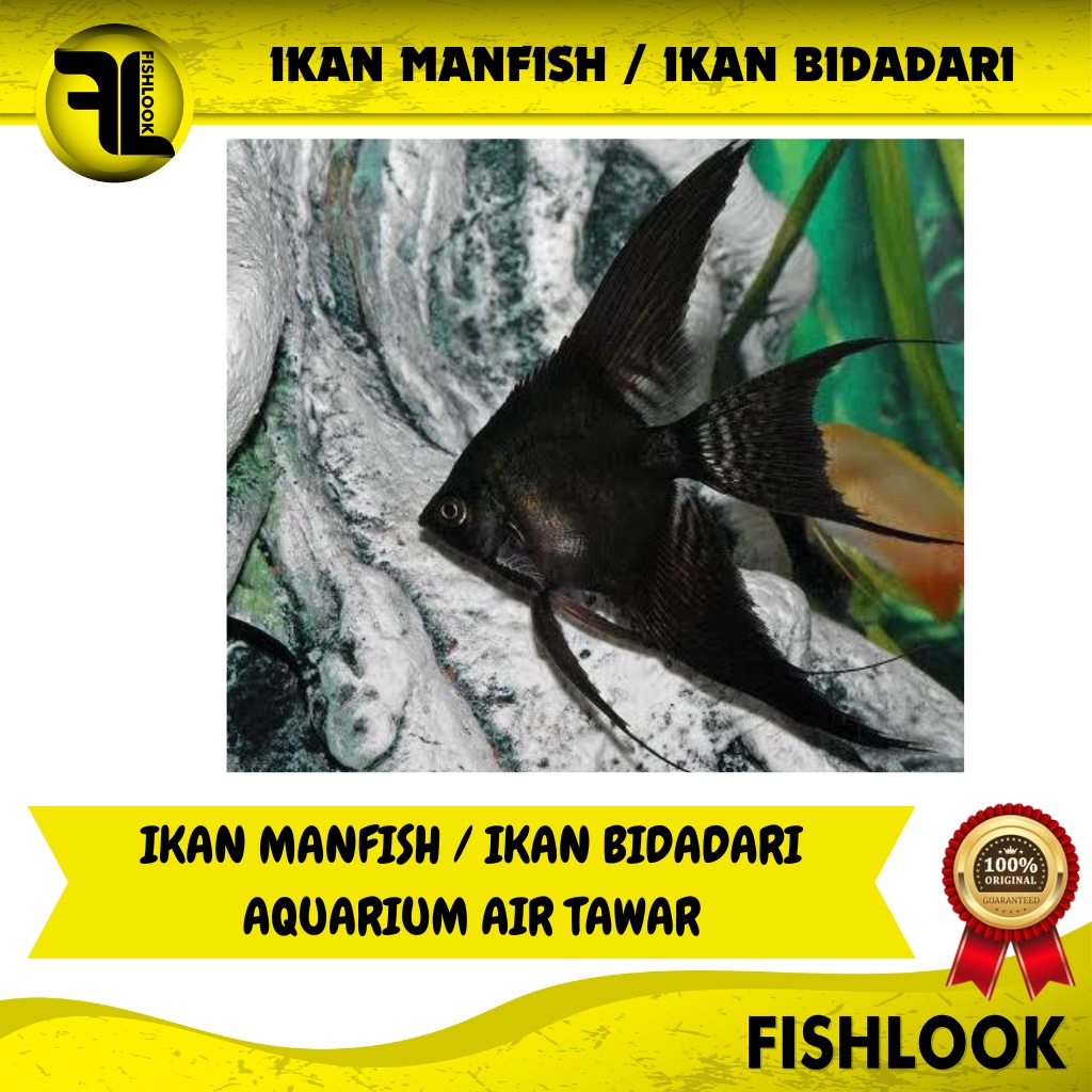 Ikan Hias Anglefish Manfish Ikan Bidadari Aquascape Aqurium