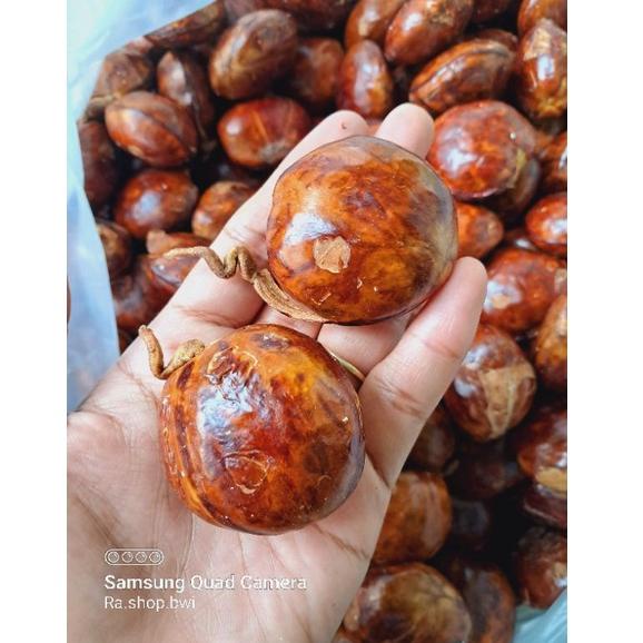 

(Q-U3U)(❤) Jengkol Tua/jengkol punel berat 500gram super keren