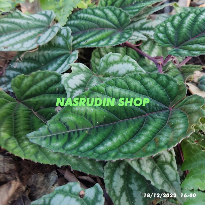 TANAMAN SIRIH KERATON | TANAMAN HIAS SIRIH KERATON