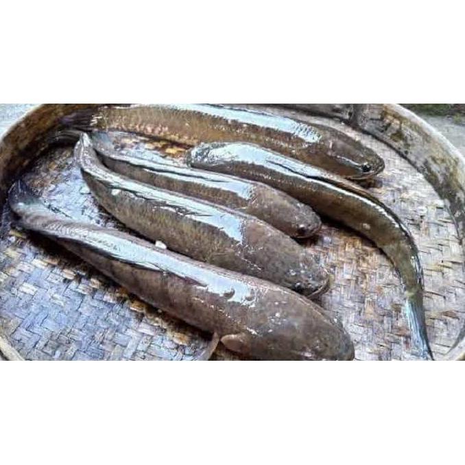 

[BAYAR DITEMPAT] Ikan Gabus Hidup 1 Kg