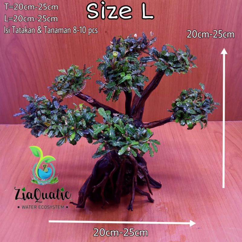 Bonsai Aquascape Bucephalandra - Size L