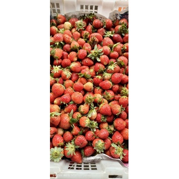 

buah strowberry Bedugul 1 kilo + gratis packing pot khusus wilayah bali