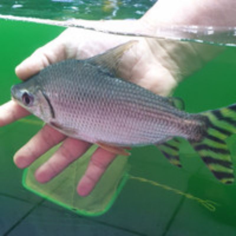 Yellow feifeng jumbo