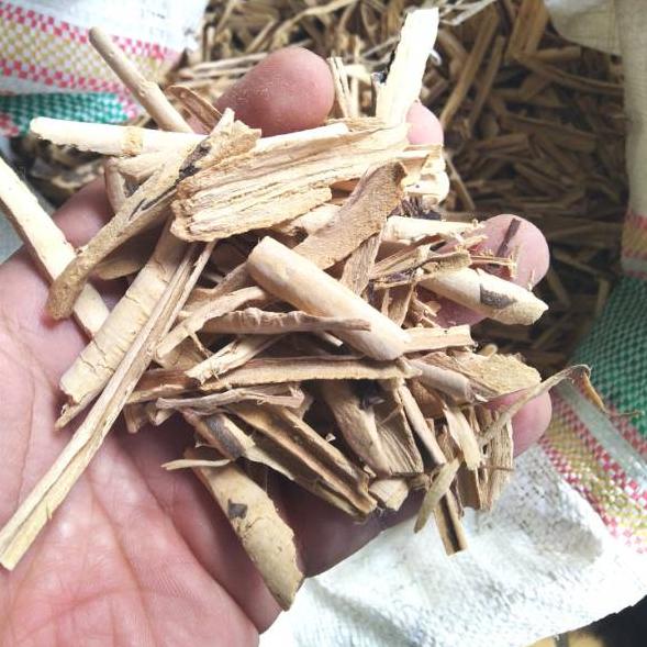 

Discount Today Pulosari Kering 500gr / Kulit Kayu Pulosari Kering !