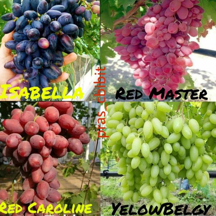 ❤[PROMO ⚡ALE]❤ Bibit anggur 1 paket berisi 4 jenis bibit anggur (4 jenis anggur super cepat berbuah)