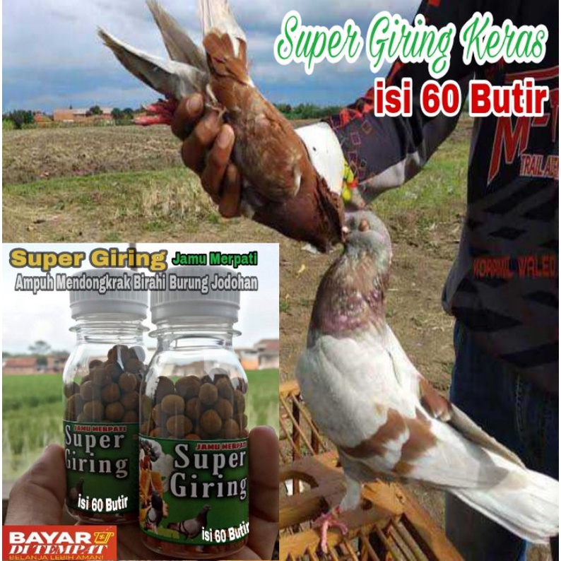 (60 butir) Pil SUPER GIRING Keket Keras / Jamu Merpati Sarang walet super jamu merpati kolong jamu b