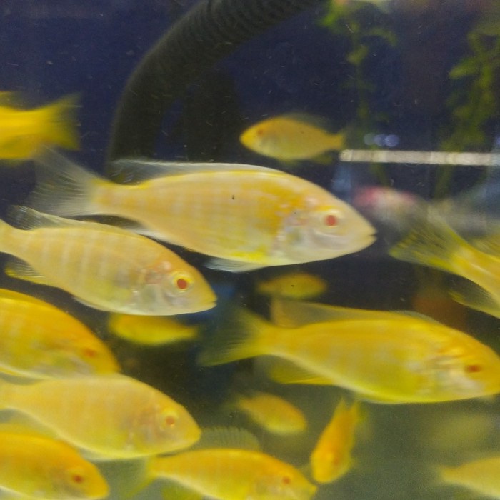 Venustus Albino Chiclid Penghias Aquarium Aquascape Per ekor Gojek