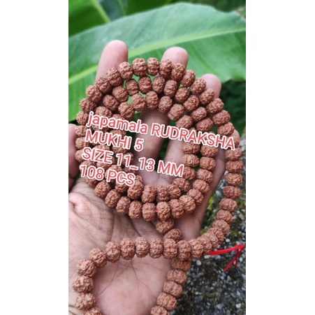 KALUNG RUDRAKSHA MUKHI 5 SIZE 11 MM_13 MM (108 PCS) ORIGINAL