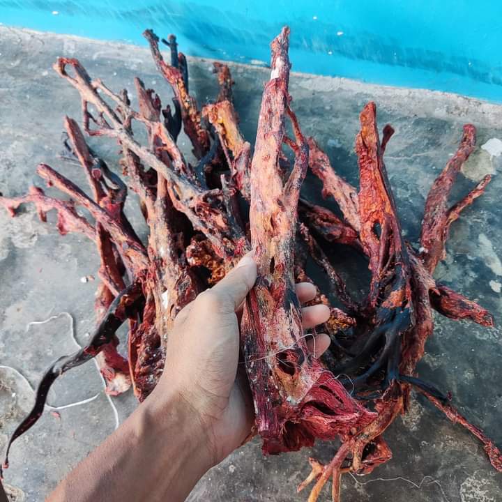 Bahan akar bahar merah Ukuran Jumbo 2 Jari Tembus Cahaya Original Berkualitas