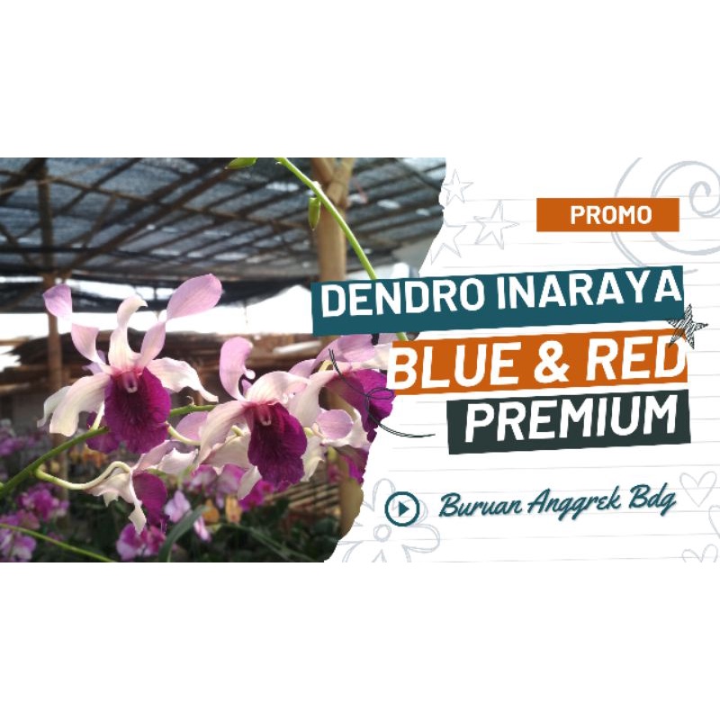 Anggrek Dendro InarayaBlue InarayaRed