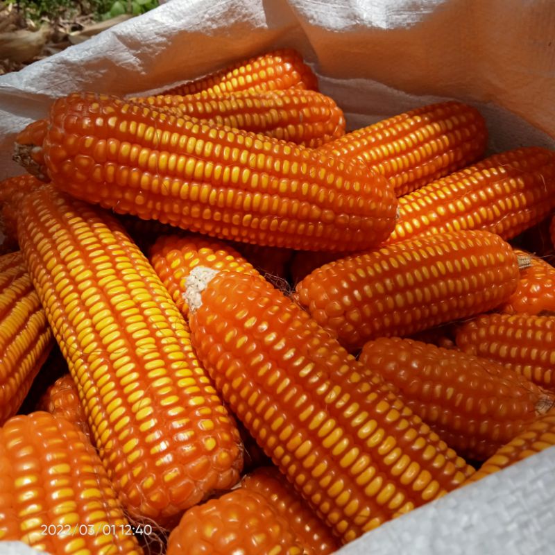 

jagung kering
