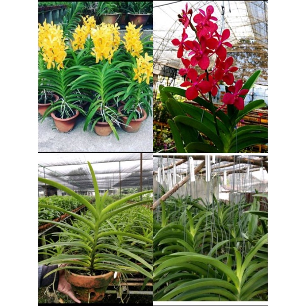 Promo 2 Anggrek vanda dèwasa sudah siap berbunga/Anggrek vanda merah dan kuning