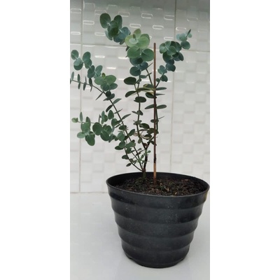 Jual Pohon Eucalyptus Silverdollar Trueblue Dan Cinerea Daun Bulat ...