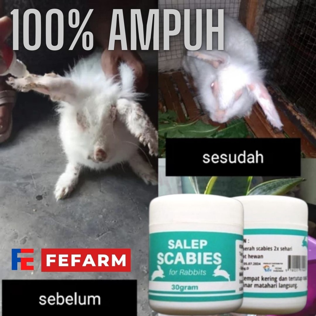 SALEP SCABIES OBAT JAMUR KELINCI SUPER AMPUH FEFARM