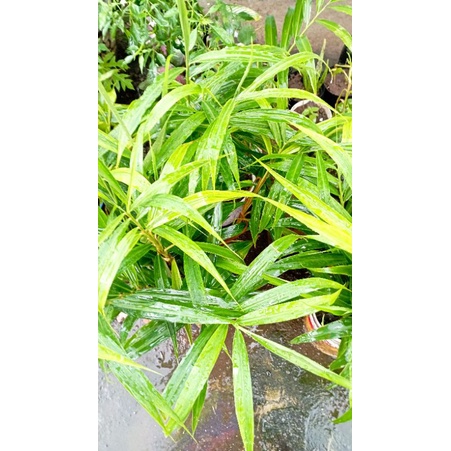 bibit jahe  siap tanam