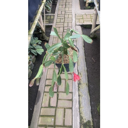 

Kaktus Kepiting