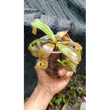 nepenthes ampularia