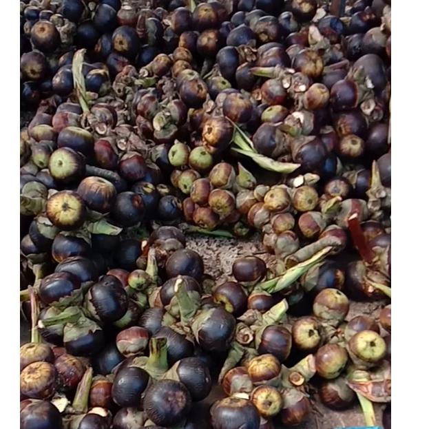 Etalase(V62G)❤ Buah Siwalan/buah lontar/buah ental khas kota Tuban bisa cod