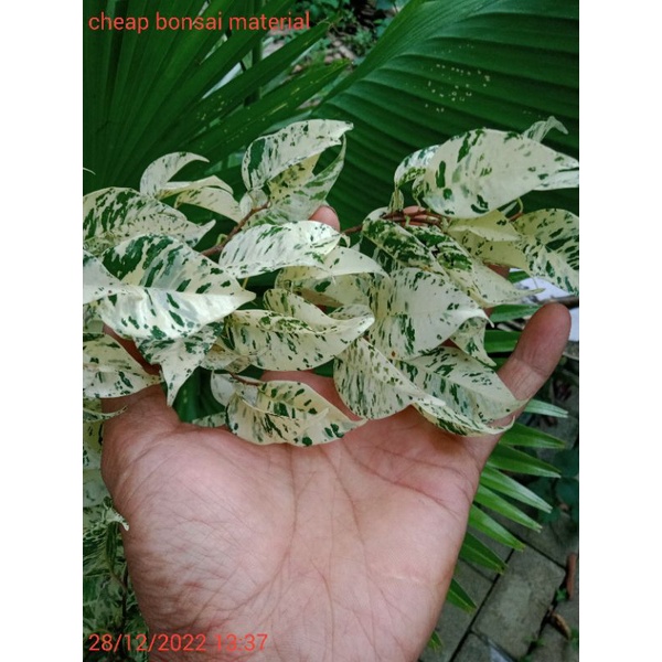 ficus benjamina eldorado